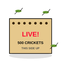 Live Crickets, 500 Count