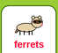 Ferrets